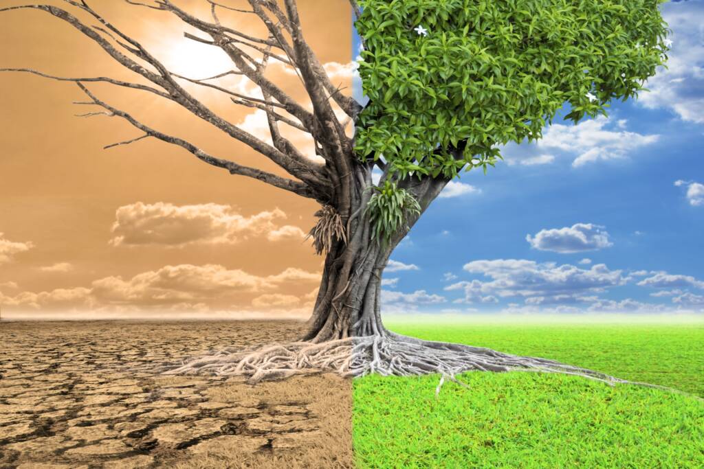 image1 - Um estado de ética e compaixão pela natureza e o humano, passando pela filosofia a neurociência